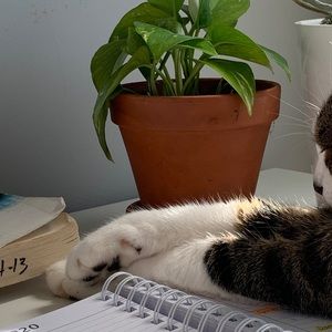 Meet your Posher, Lizzie